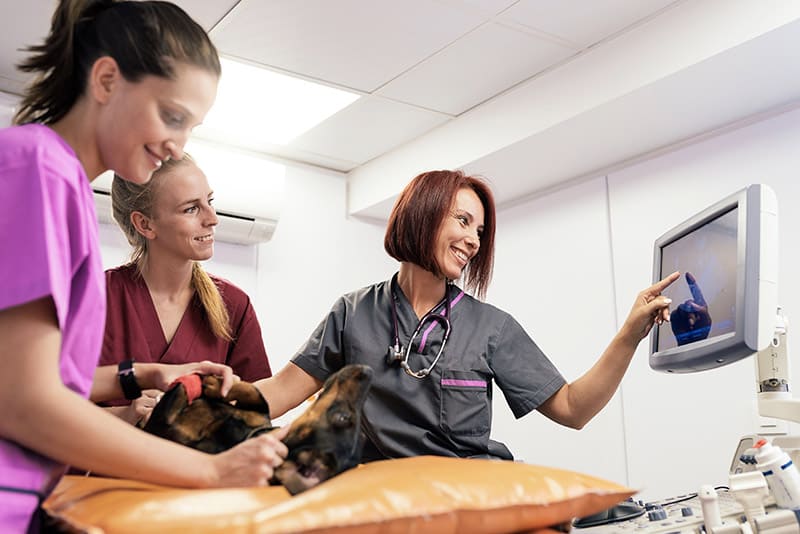 Urgences Vétérinaires à Saint-Etienne 7j/7