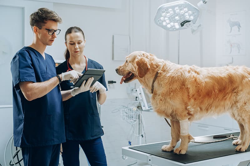 Urgences Vétérinaires à Montbrison 7j/7